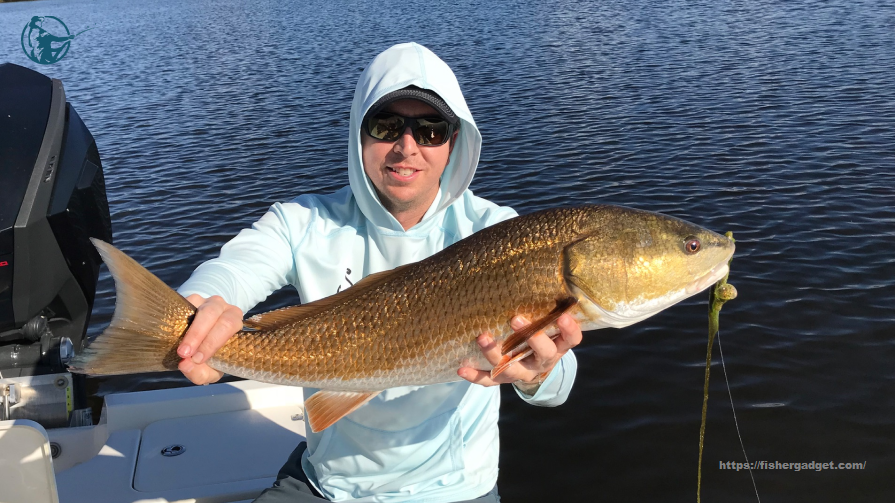 Top Choice Of 2023- The Best Artificial Bait For Redfish