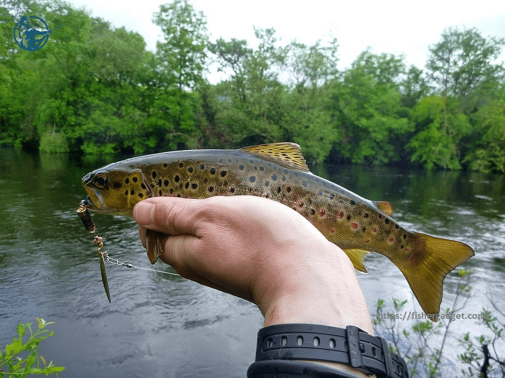 The Best Bait for Trout fishing tips and tricks